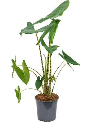 Planta naturala Alocasia Zebrina