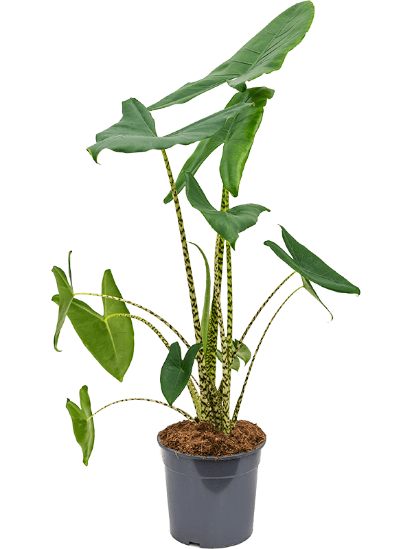 Planta naturala Alocasia Zebrina