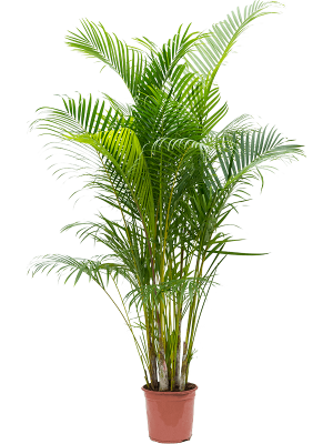Planta naturala Areca (Chrysalidoc) Lutescens