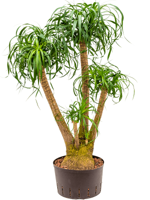 Planta naturala Beaucarnea recurvata 140 cm