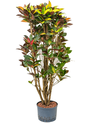 Planta naturala Croton (Codiaeum) Iceton