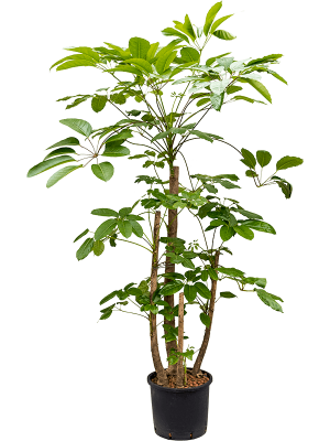 Planta naturala Schefflera Amate