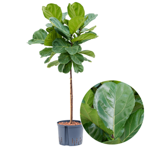 Planta naturala Ficus Lyrata cu tulpina inalta 160cm
