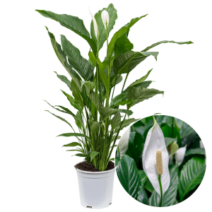 Planta naturala Spathiphyllum Crinul Pacii 110cm