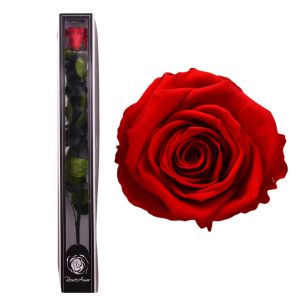 Trandafir criogenat cadou Roseamor XL h60